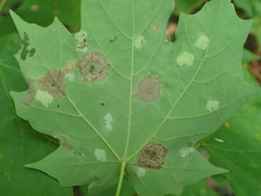 Acericecis ocellaris