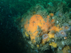 Clathria parthena