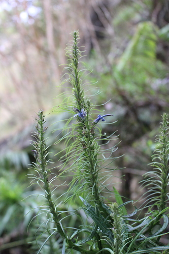 Lobelia grayana observed 2021-07-19