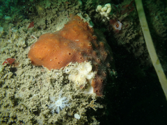 Amphimedon trindanea