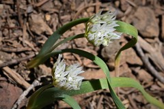 Allium crenulatum
