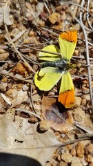 Anthocharis euphenoides