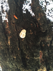 Coelostomidia