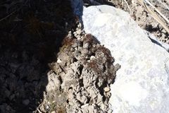 Pterygoneurum ovatum