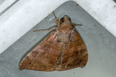 Ophisma