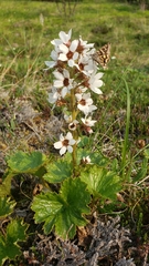 Boykinia richardsonii