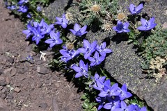 Campanula piperi