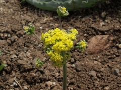 Lomatium austiniae