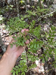 Poitea paucifolia