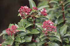 Santalum haleakalae