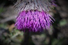 Cirsium edule