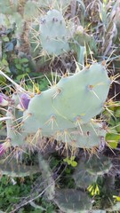 Opuntia stricta