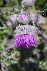 Cirsium edule
