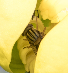 Parhelophilus divisus