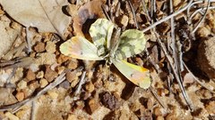 Anthocharis euphenoides