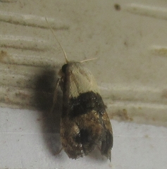 Eugnosta erigeronana