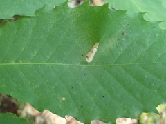 Phyllonorycter kearfottella
