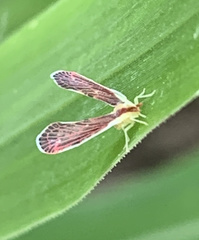 Anotia firebugia