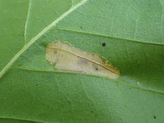 Phyllonorycter kearfottella