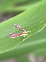 Anotia firebugia