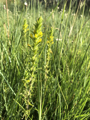 Orthocarpus luteus