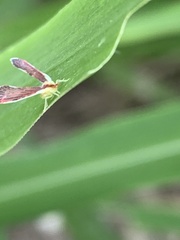 Anotia firebugia