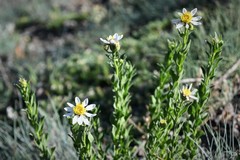 Eucephalus paucicapitatus