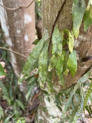 Microgramma heterophylla