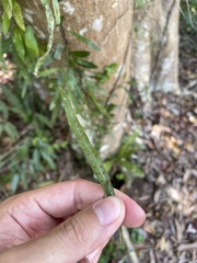 Microgramma heterophylla