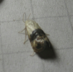 Eugnosta erigeronana