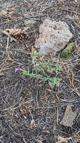 Image of Penstemon leonardii by (c) Darrin Gobble, some rights reserved (CC BY)