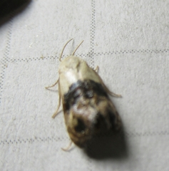 Eugnosta erigeronana