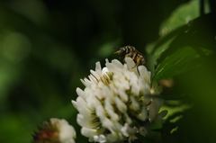Halictus tumulorum