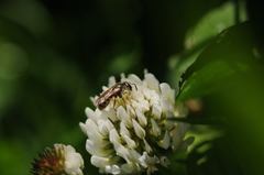 Halictus tumulorum