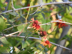 Pseudogynoxys benthamii