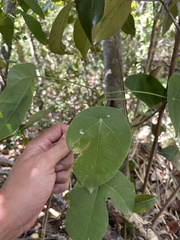Jatropha hernandiifolia
