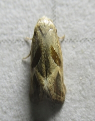 Eugnosta bimaculana