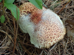 Hypomyces completus