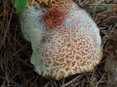 Hypomyces completus