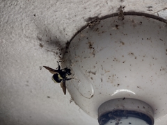 Bombus medius