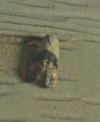 Eugnosta erigeronana