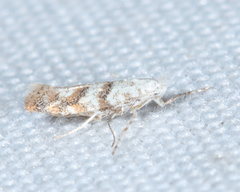 Cameraria hamadryadella