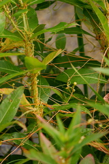 Smicronyx sculpticollis