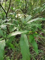 Solanum umbellatum