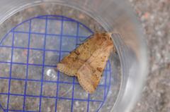 Diarsia mendica