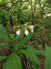 Solanum umbellatum