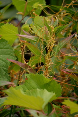 Smicronyx sculpticollis