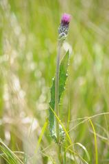 Cirsium palustre