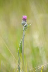 Cirsium palustre