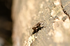 Goniocloeus